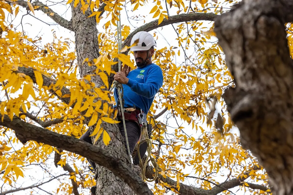 Skilled Storm Damage Cleanup crew working in Saint Marys